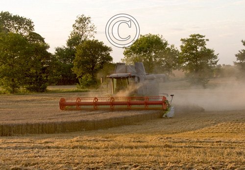 Combining Wheat 3 DMOO48